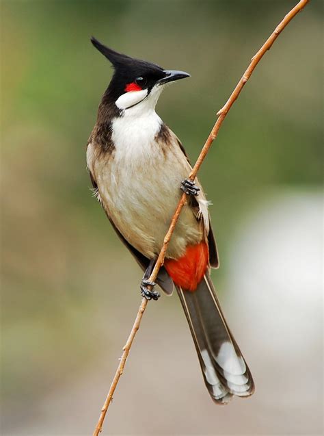 bulbul .